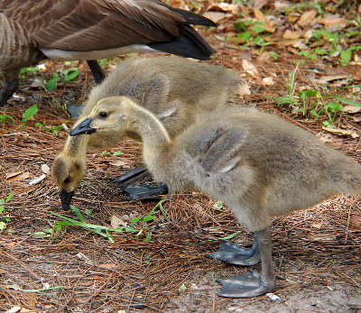 [Two goslings stand on pine needles. The wings are noticeably different from the fluff of the body and are folded against the body. The legs are already quite thick in relation to the rest of the body.]